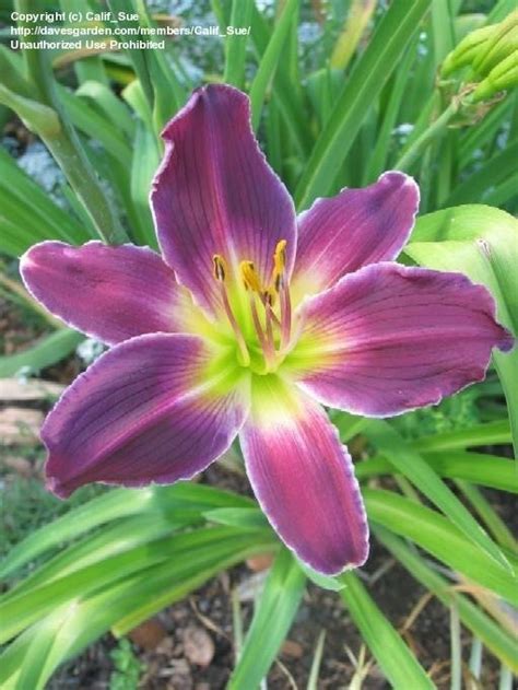 Plantfiles Pictures Daylily Indian Giver Hemerocallis By Daylilyslp