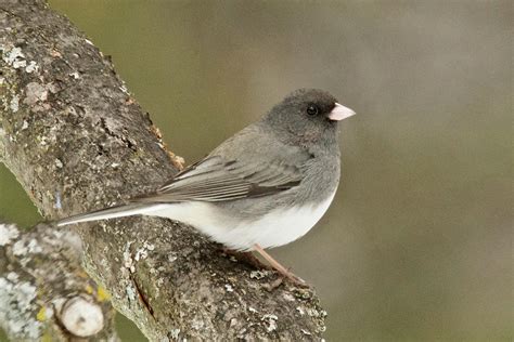 Slate-colored Dark-eyed Junco 3097 Photograph by Michael Peychich