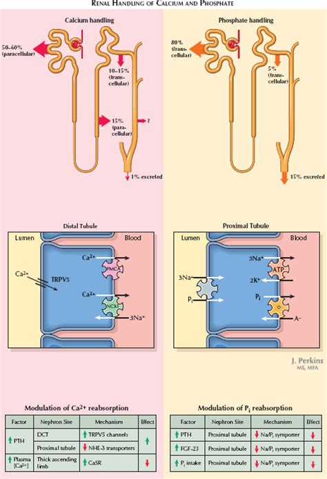 Renal Handling Of Calcium Phosphate And Magnesium Abdominal Key