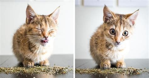 Hilarious And Cute Photos Of Cats Going Crazy For Catnip Cau - EroFound