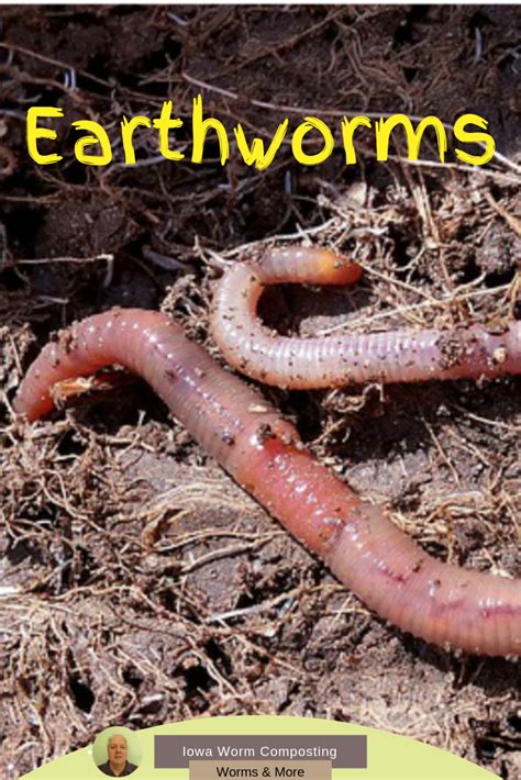 Composting worms and more – Artofit