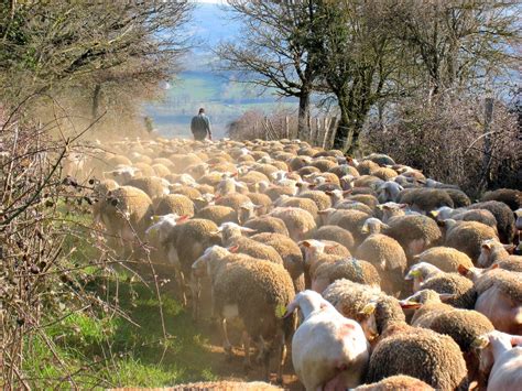 We The Sheep And Our Good Shepherd Paulist Fathers