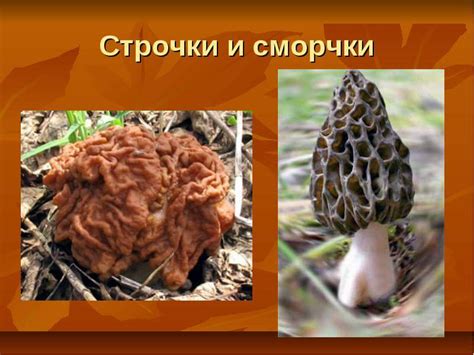 Грибы строчки и сморчки