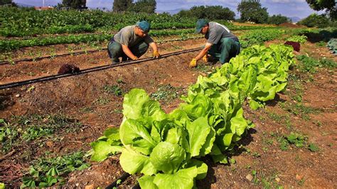 La Superficie Destinada A La Agricultura Ecol Gica Crece Un En