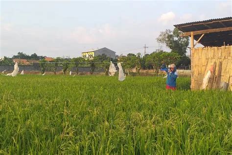 Petani Padi Terancam Rugi Akibat Tanaman Diserang Hama Burung Radar Bromo