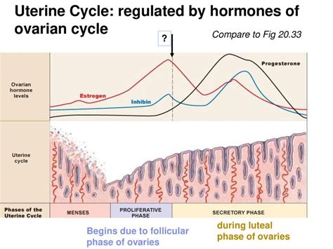 Ch Reproduction Keypoints Human Chromosomes Gametogenesis Ppt