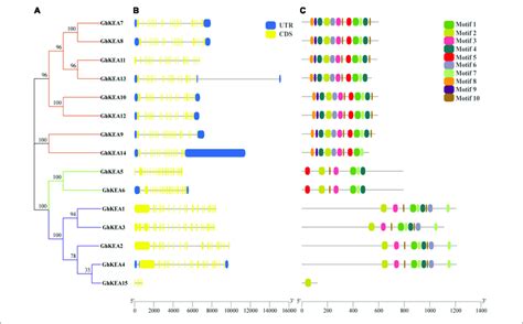 Phylogenetic Relationship Exon Intron Structure And Conserved Motif Download Scientific