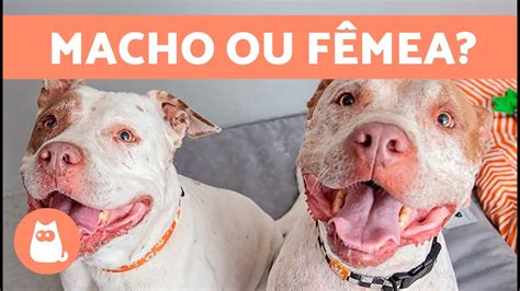 Diferenças entre PITBULL Macho e Fêmea Qual é Melhor YouTube