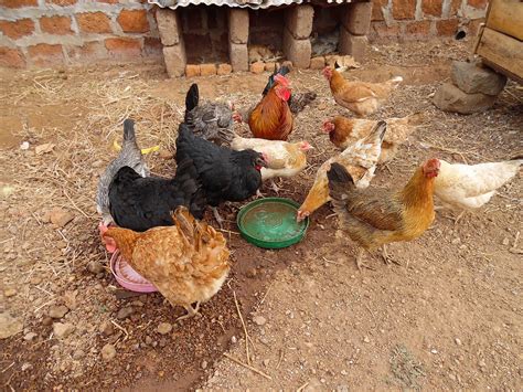 Poultry Production In Tanzania Livegaps