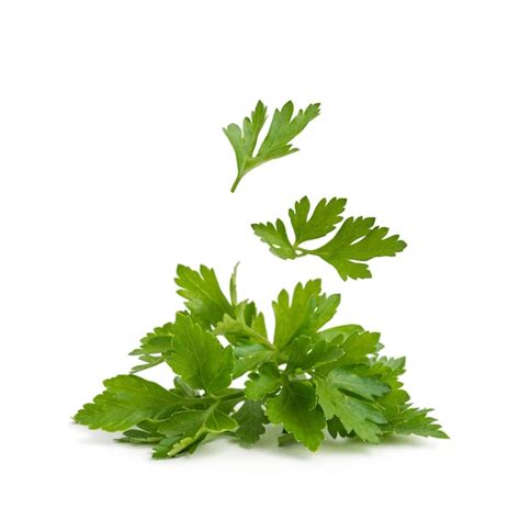 Premium Photo Sprigs Of Parsley On A White Isolated Background