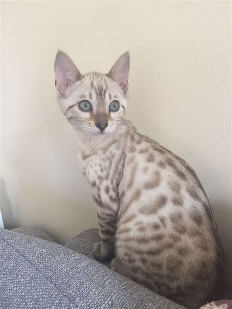 Bengal Cat With Blue Eyes Cat Bhw