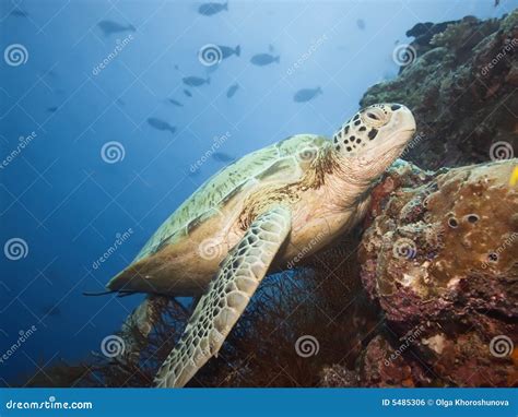 Tortue Verte Sous Marine Photo Stock Image Du Natation 5485306