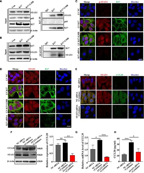 Frontiers Keratin 17 Promotes T Cell Response In Allergic Contact