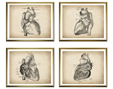 4 Human Heart Anatomy Vintage Poster Medical Artwork Antique Medicine Art Cardiologist Gift ...