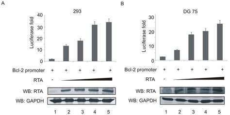 Rta Transactivated The Bcl Promoter In A Dose Dependent Manner A