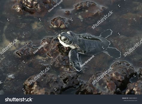 634 Green Sea Turtle Top View Images, Stock Photos & Vectors | Shutterstock