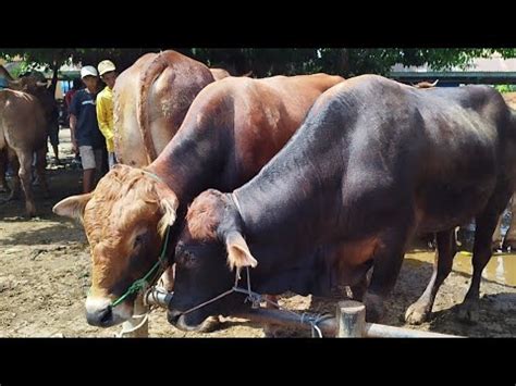 Juta Pegon Hitam Calon Qurban Harga Murah Pasar Tuban Youtube