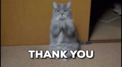 Thank You Cat GIF - ThankYou Thank Cat - Discover & Share GIFs