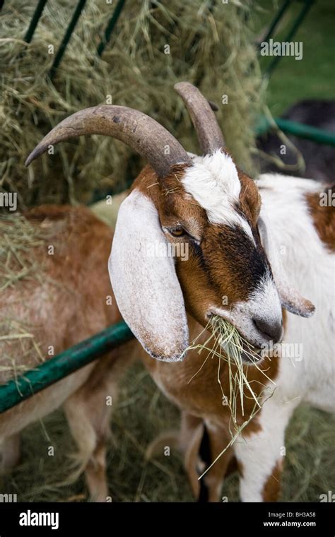 A Horned Brown And White Anglo Nubian Goat Eating Hay Stock Photo Alamy