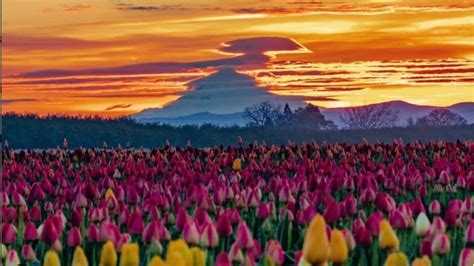 Wooden Shoe Tulip Festival Guide For Families Tinybeans