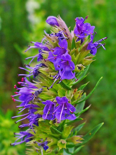 Hyzop Lekarski Hyssopus Officinalis L Rejonowe Ko O Pszczelarzy Nr