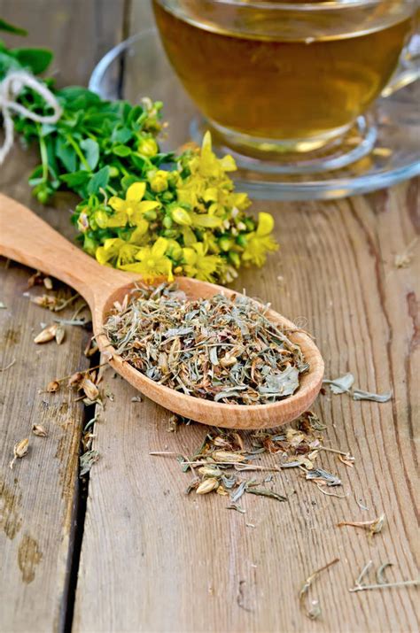 Herbal Tea Tutsan Dry Fresh Spoon Stock Photos Free And Royalty Free