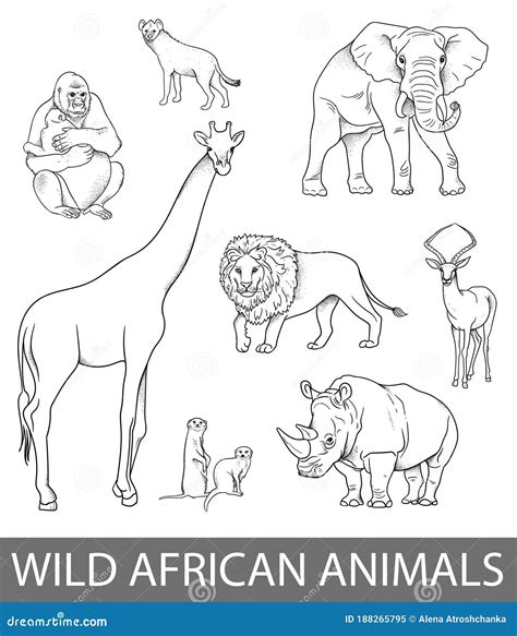 Set Of Wild African Animals Illustrations In Lines Educational Zoology