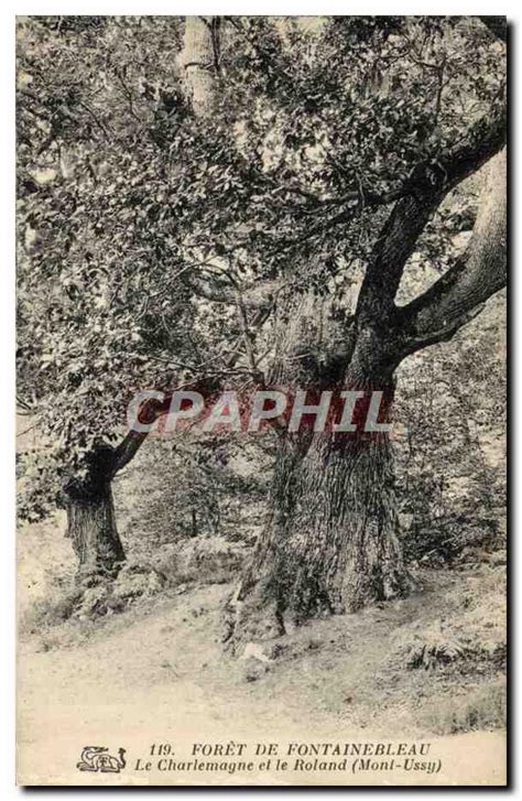 Carte Postale Ancienne forêt De Fontainebleau Le Charlemagne Et le