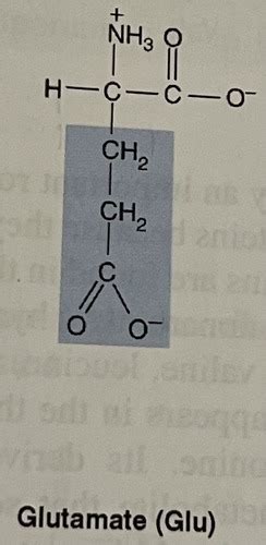 Biochem Amino Acids Flashcards Quizlet