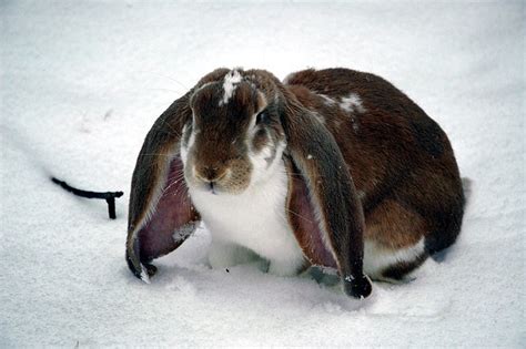 English Lop Rabbits | USA Rabbit Breeders