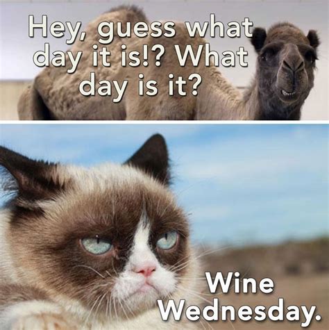 Pin By Mary Miller On Grumpy Cat ˆ ˆ Funny Wednesday Memes