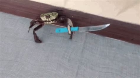 Crab Knife GIF - Crab Knife Fight - Discover & Share GIFs