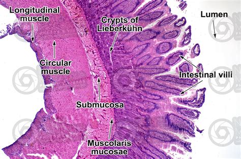 Mammal Small Intestine Transverse Section 32X Small Intestine