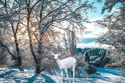 Download Deer Forest Snow Royalty-Free Stock Illustration Image - Pixabay