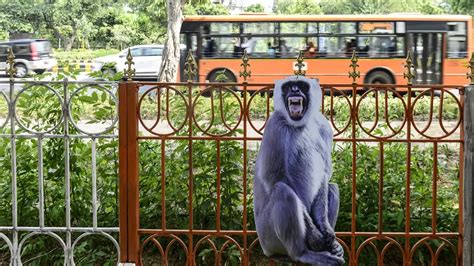 Langur Cutouts In Delhi Ahead Of G20 Summit