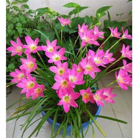 Jual Rain Lily Flower Rain Lily Hujan Bibit Bunga Lily Hujantanaman