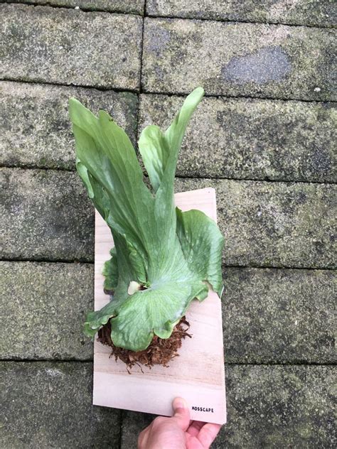 Staghorn Fern Platycerium Wandae 20 Furniture Home Living