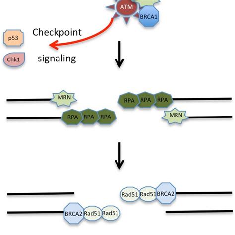 DNA Double Strand Break Repair Via Homologous Recombination During S