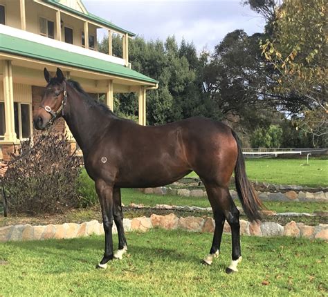2023 Gold Yearling Sale - Inglis