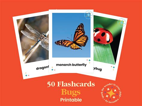 50 Bugs Flashcards Set: Realistic Insect Images, Discover Bug Variety