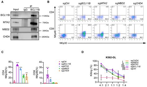 Bcl B And The Nurd Complex Cooperatively Guard Tcell Fate And Inhibit