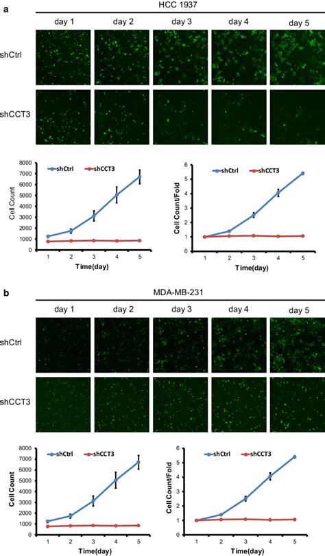 Knockdown Of CCT3 Suppresses The Proliferation Of Breast Cancer Cells