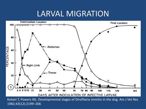 Ppt Heartworm Disease Powerpoint Presentation Free Download Id2066943