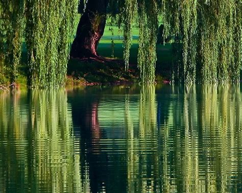 1000+ images about willow trees on Pinterest | Abstract canvas, Willow branches and Willow tree