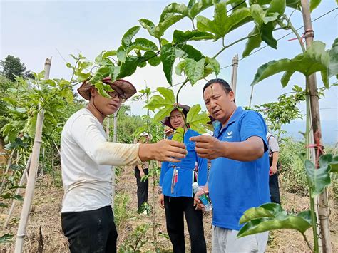 【民族要复兴 乡村必振兴】科技特派员在行动助推从江乡村振兴技术