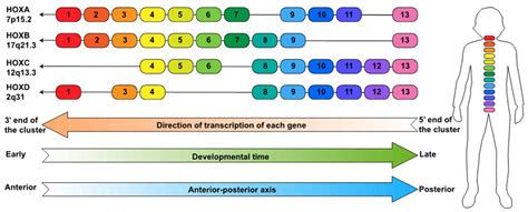 Cancers Free Full Text The Enigmatic Hox Genes Can We Crack Their