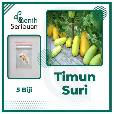 Jual Bibit Buah Benih Timun Suri Buah Timun Emas Super Aurelia Ipb