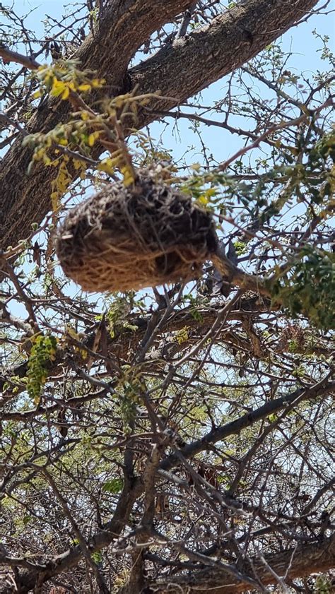 Weaver Bird Nest Watermarked Alan Tann Flickr