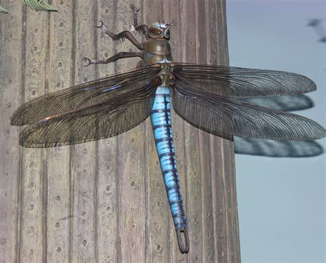 Giant Dragonfly image - Free stock photo - Public Domain photo - CC0 Images