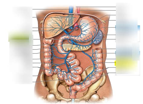 Veins Of The Abdominal Viscera Diagram Quizlet